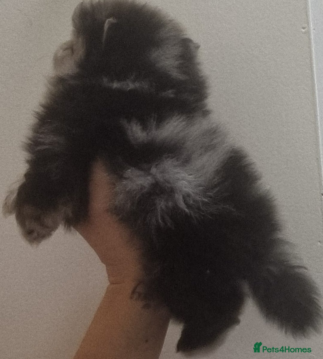 Pomeranian dogs for sale: Beautiful litter xxsmall teddy bear poms  - Image 7
