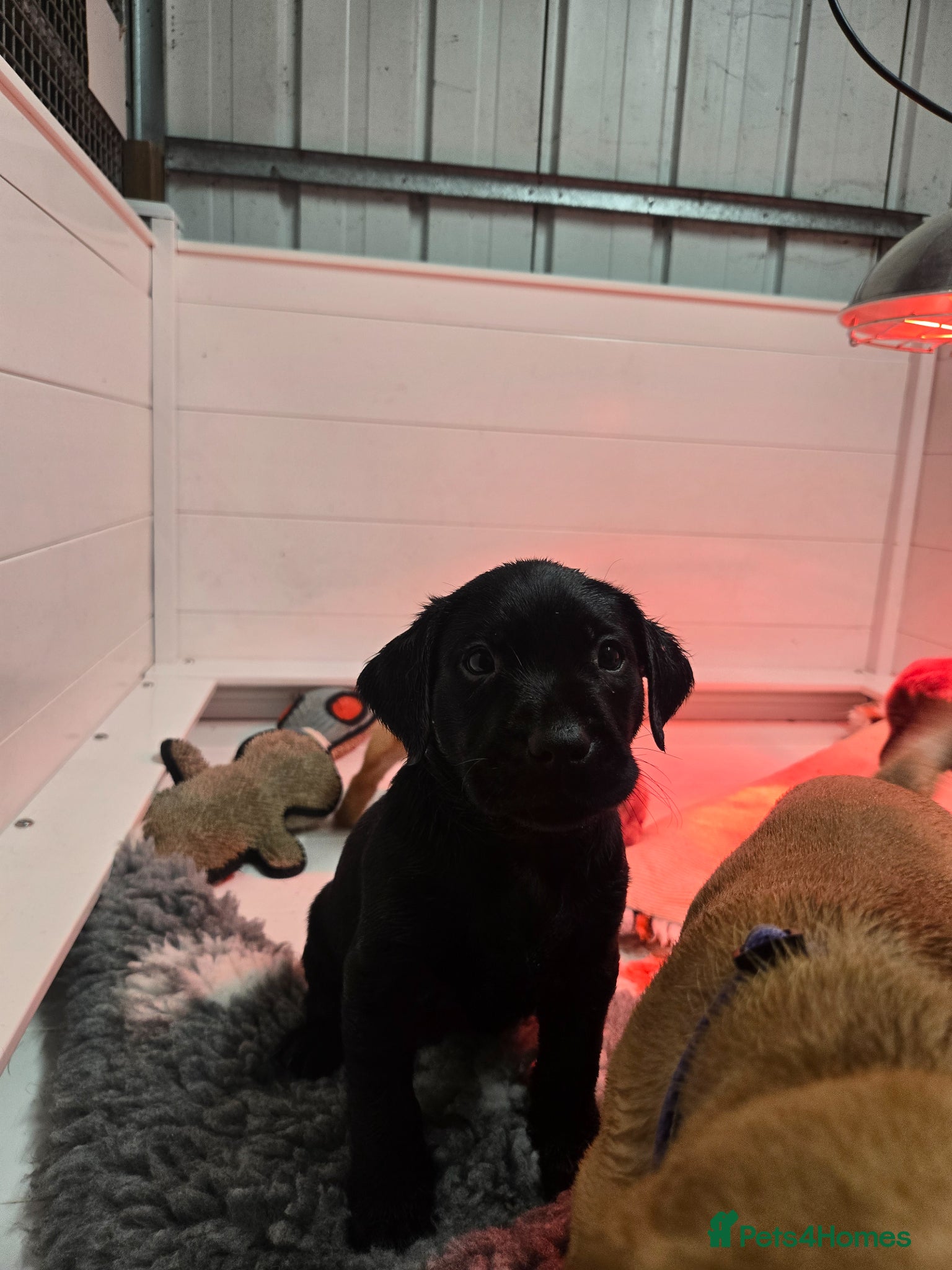 Labrador Retriever dogs for sale: Exceptionally well bred KC reg Working Labradors - Advert 12
