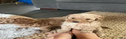 Cockapoo dogs for sale: Beautiful playful F1b cockapoos  - Advert 25
