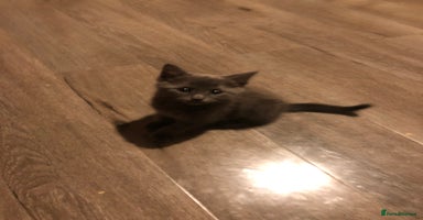 Mixed Breed cats - Advert 16