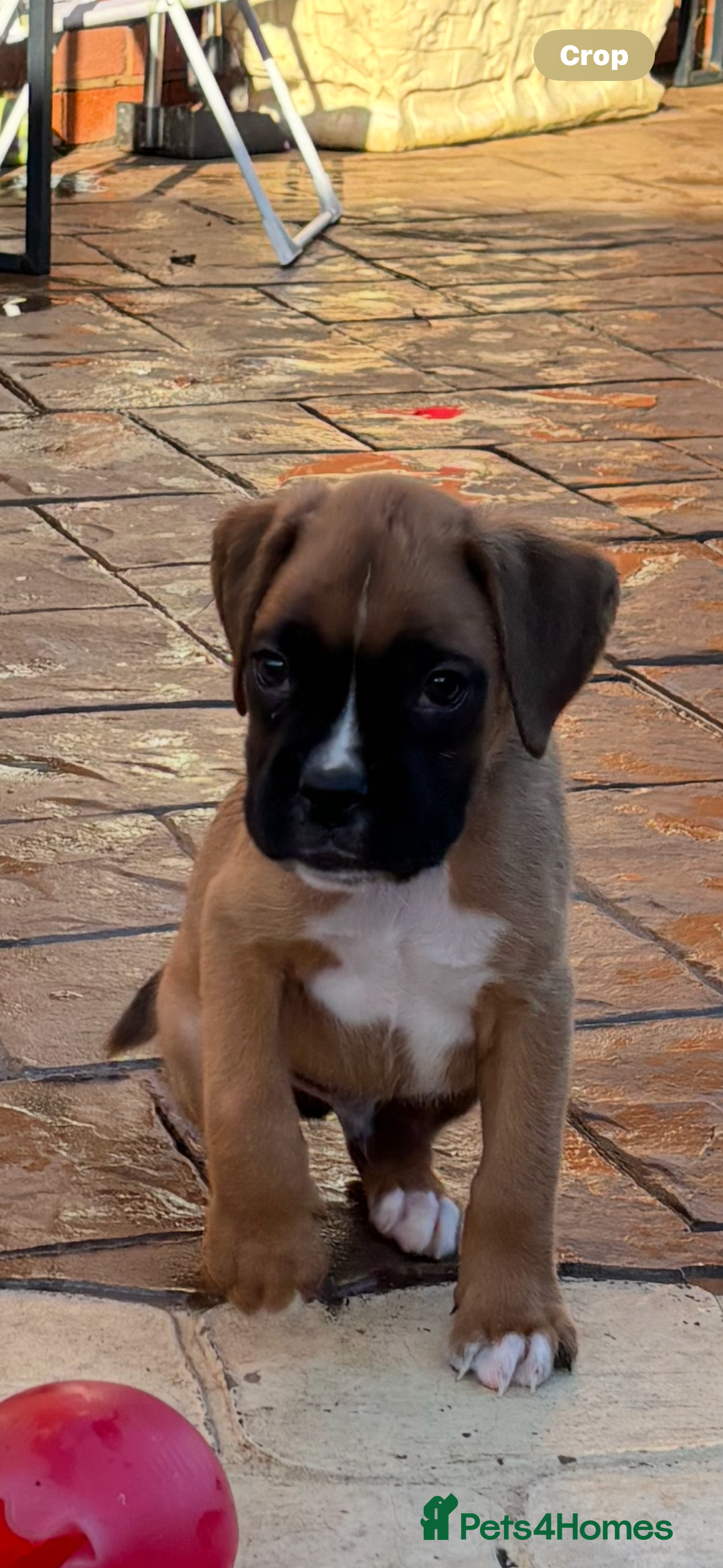 Boxer dogs for sale: Boxer pups  - Advert 5