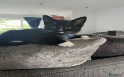 Domestic Shorthair cats for sale: Male kitten - Image 1