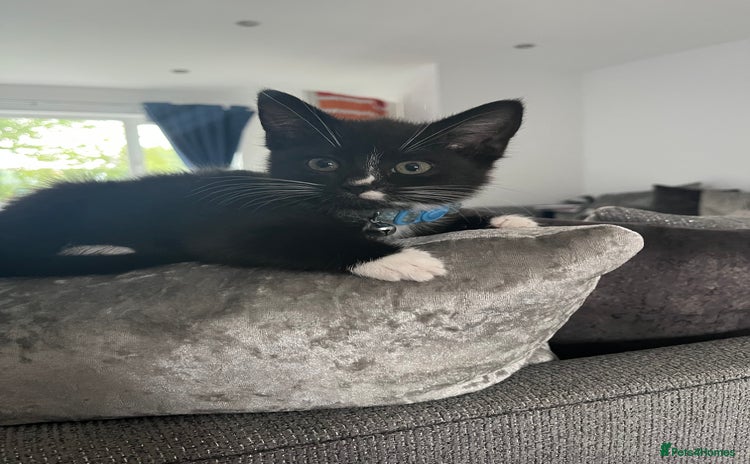 Domestic Shorthair cats - Advert 1