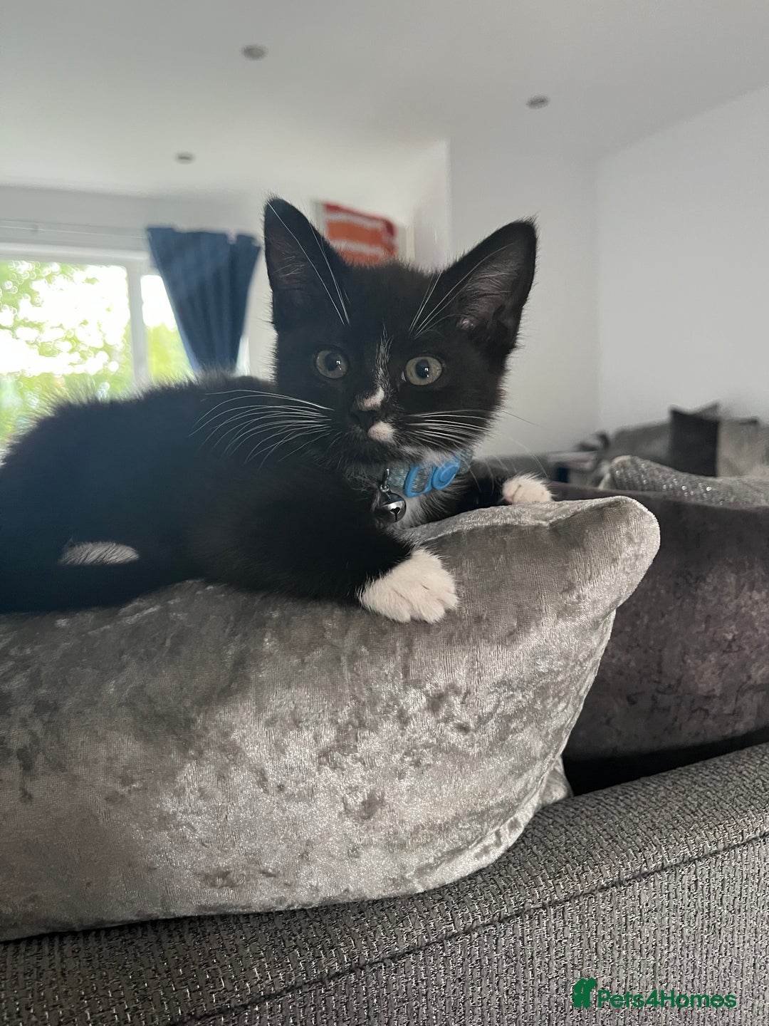 Domestic Shorthair cats for sale: Male kitten - Image 1