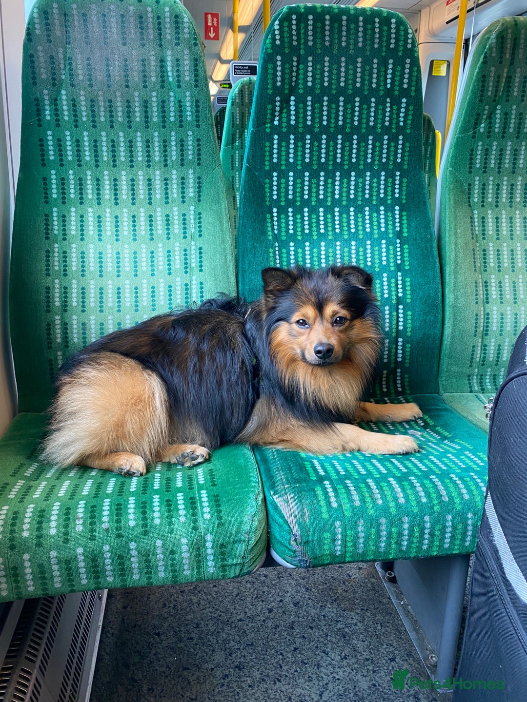 German Spitz dogs for stud: Free stud on conditions mentioned in description:) - Advert 7