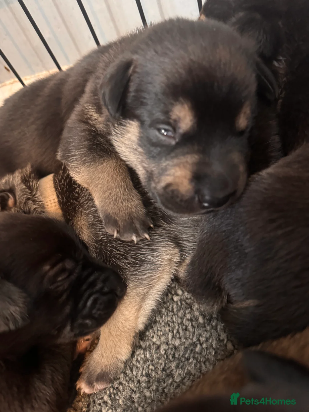 Mixed Breed dogs for sale: Staffy x belgian malinois  - Advert 16