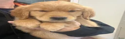 Golden Retriever dogs for sale: Beautiful KC Golden Retriver Puppies  - Advert 9