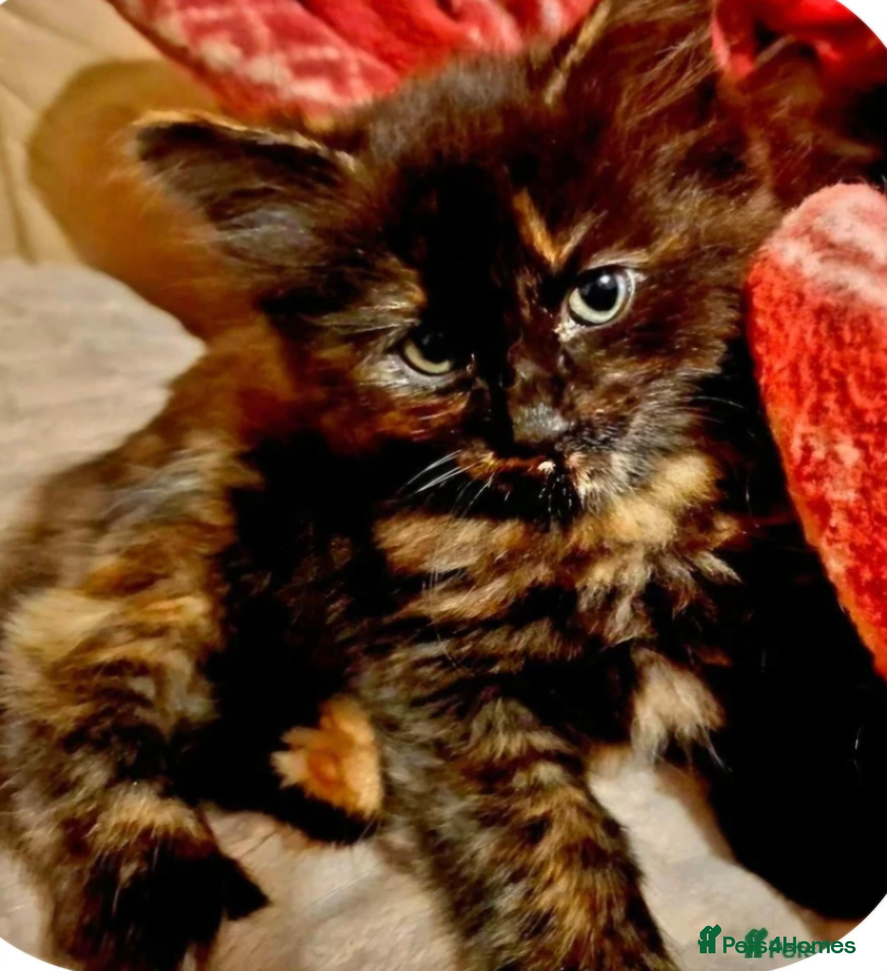 Mixed Breed cats Lovely Kittens 😻 - Advert 2