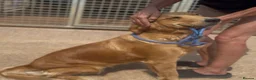 Golden Retriever dogs for sale: KC golden retriever  in Taunton - Advert 2
