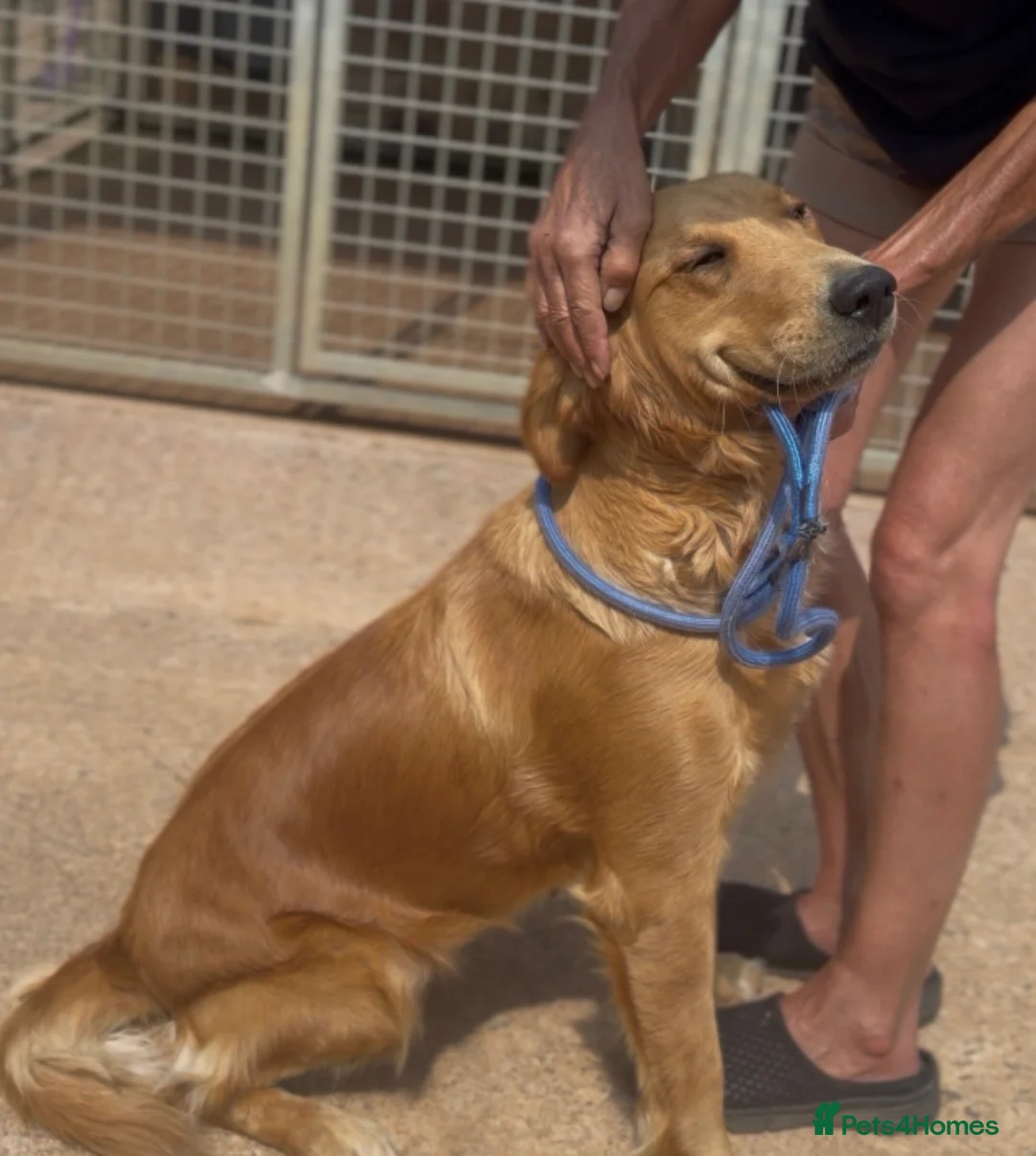 Golden Retriever dogs for sale: KC golden retriever  in Taunton - Advert 2