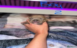 Staffordshire Bull Terrier dogs for sale: Staffordshire Bull Terrier Puppies - Image 13
