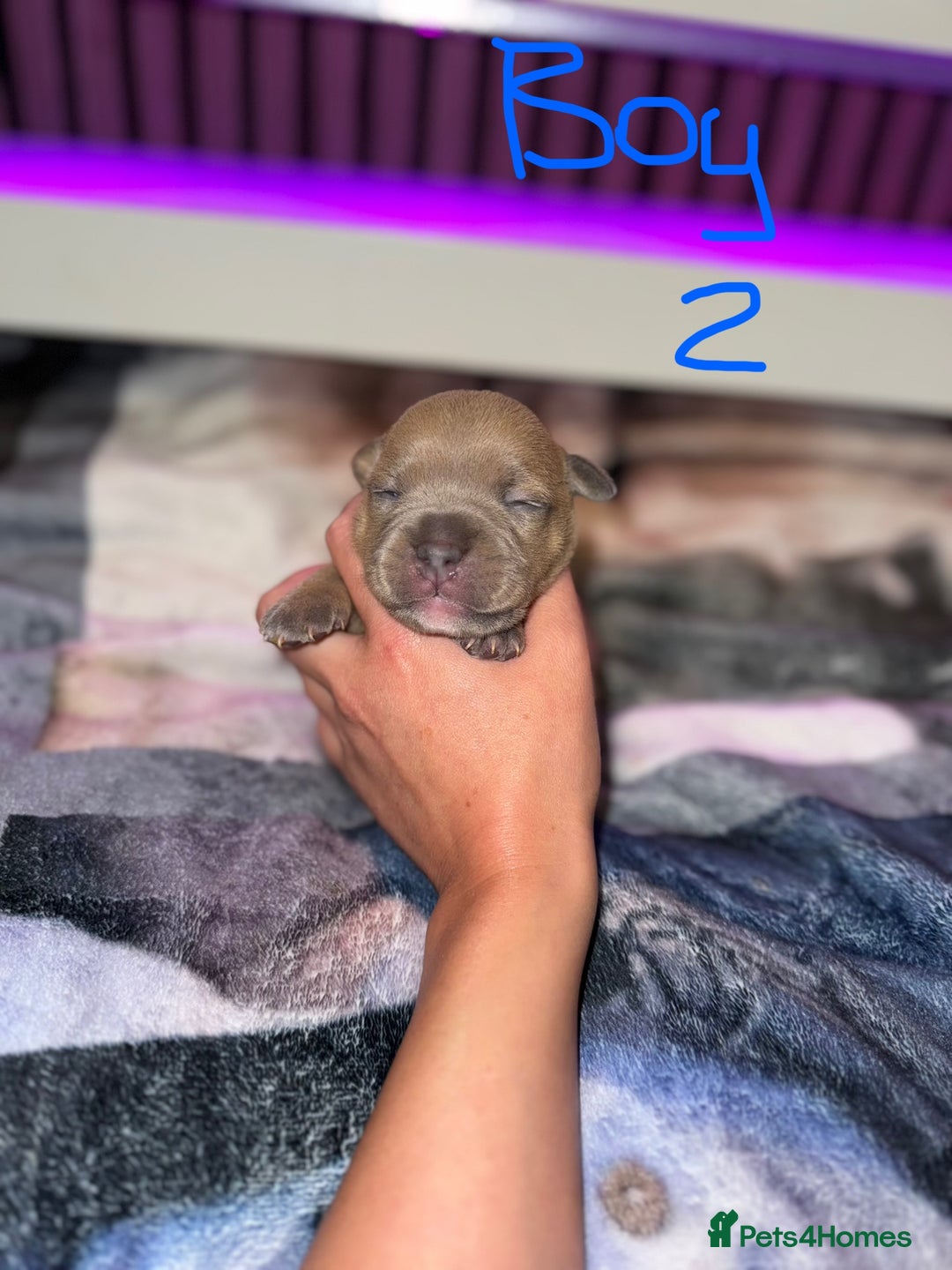 Staffordshire Bull Terrier dogs for sale: Staffordshire Bull Terrier Puppies - Image 13