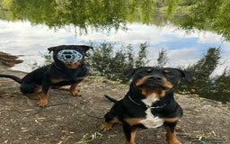 Rottweiler dogs for sale: 2x boys and 6x girls Rottweiler pups  - Image 5