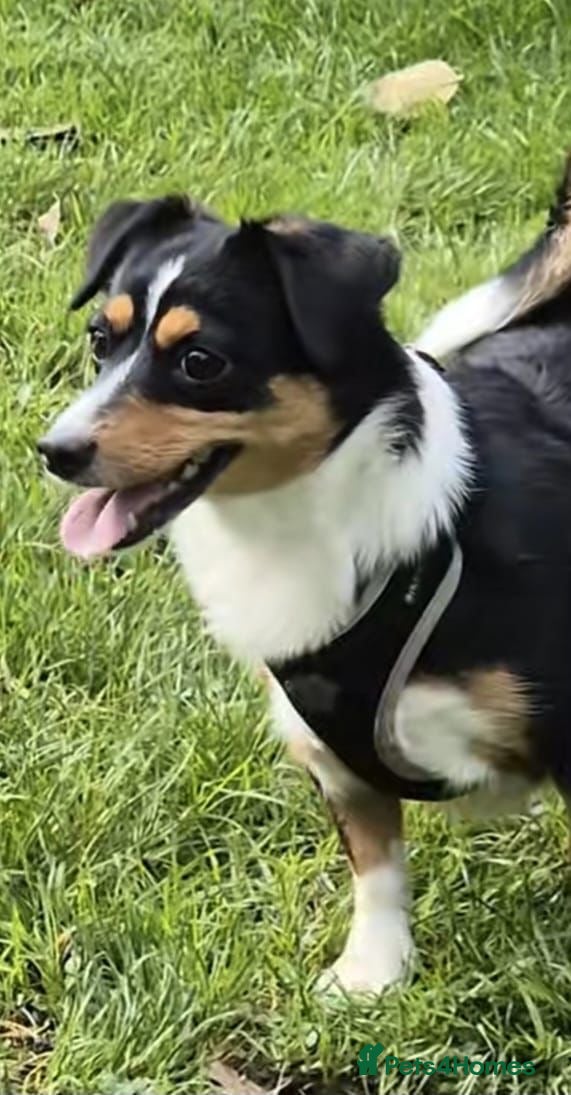 Mixed Breed dogs Shenzi & Chica, bonded pair of jakawawas - Advert 1