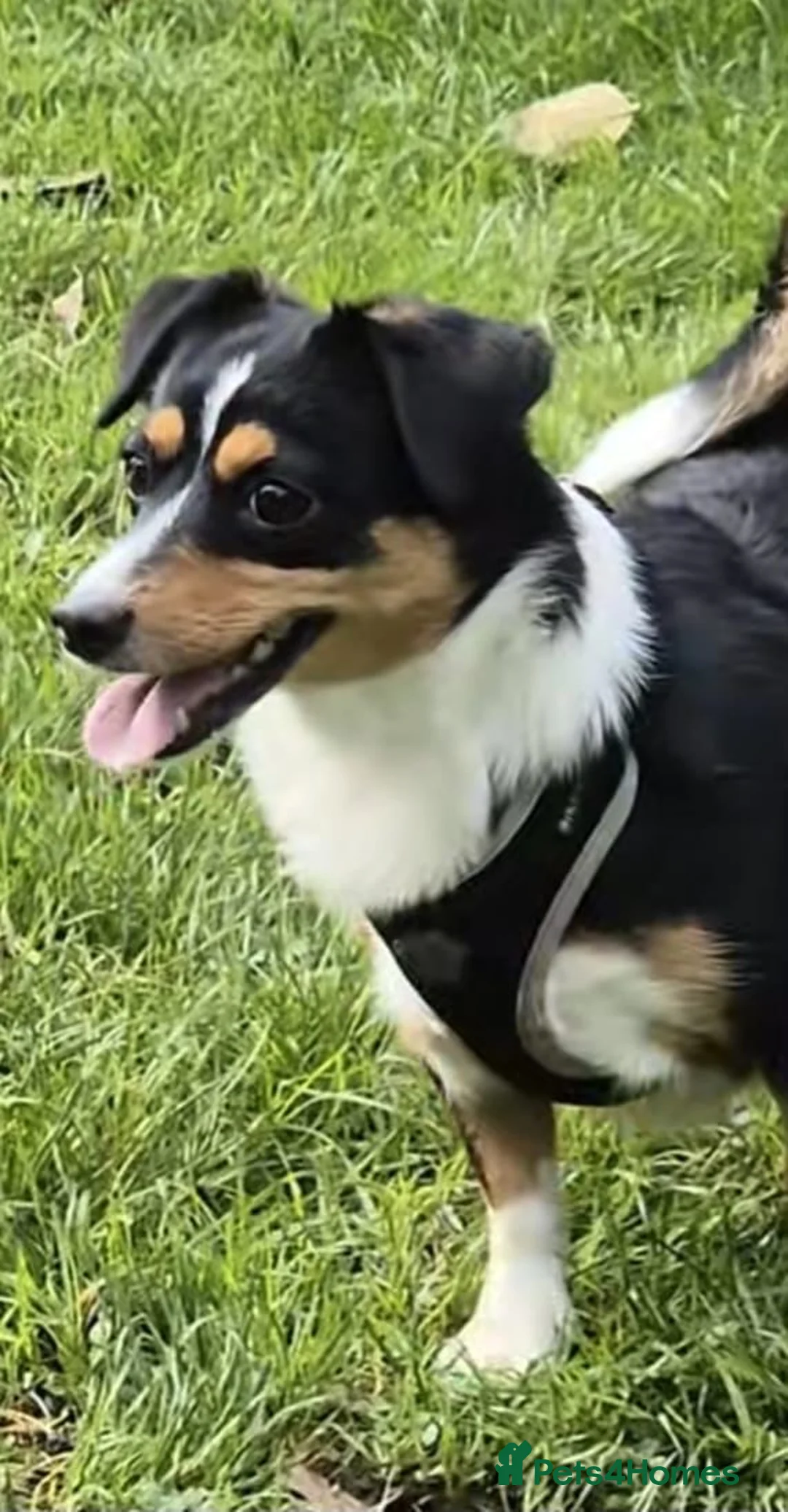 Mixed Breed dogs for adoption: Shenzi & Chica, bonded pair of jakawawas - Advert 1