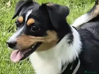 Mixed Breed dogs Shenzi & Chica, bonded pair of jakawawas - Advert 1