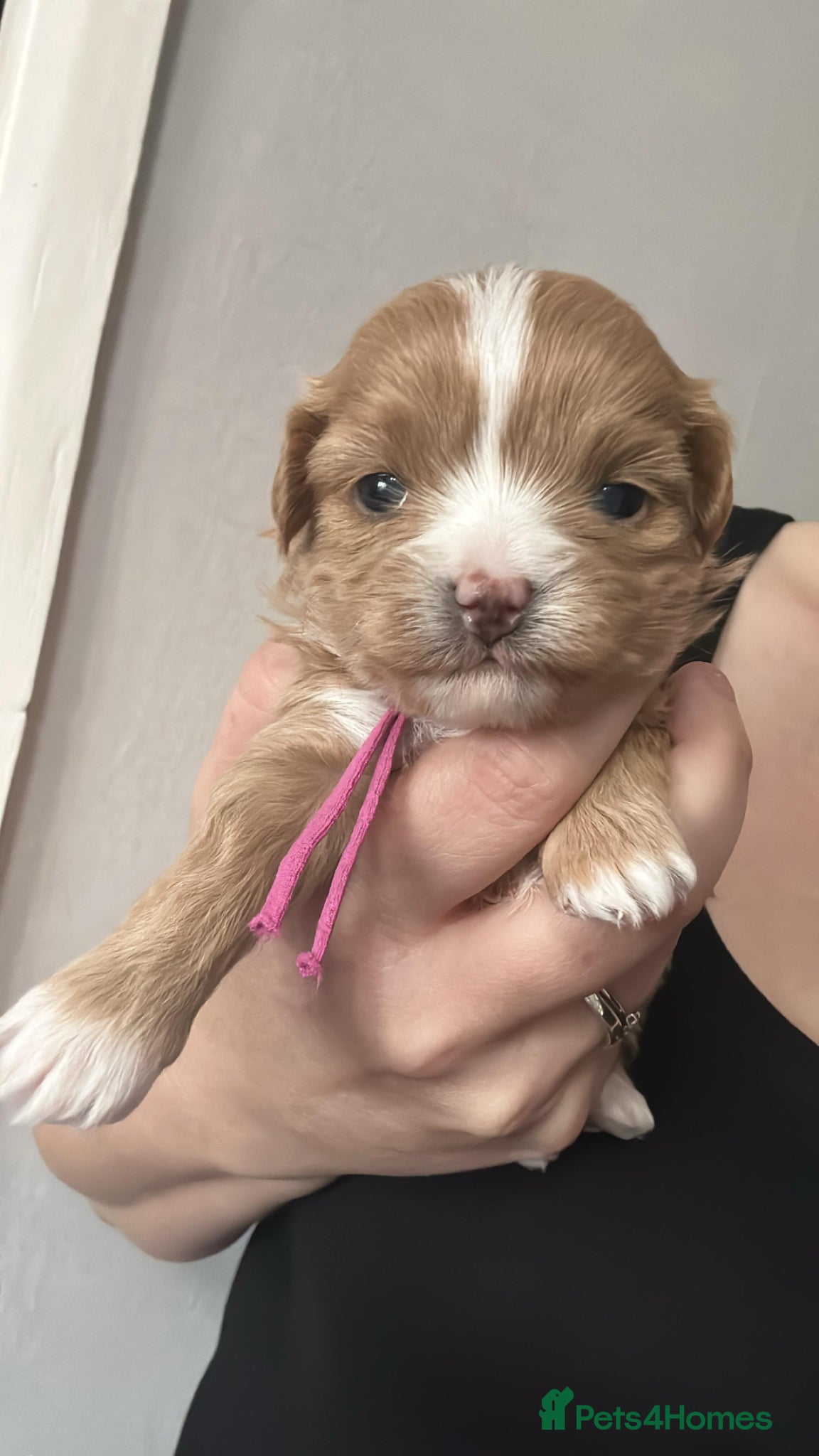 Maltipoo dogs f1 TOY maltipoos,parents dna health clear🏆blood - Advert 13