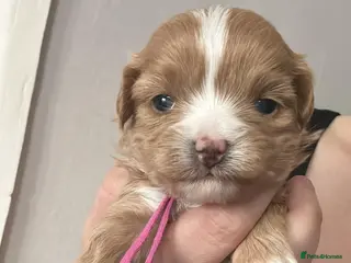 Maltipoo dogs f1 TOY maltipoos,parents dna health clear🏆blood - Advert 13