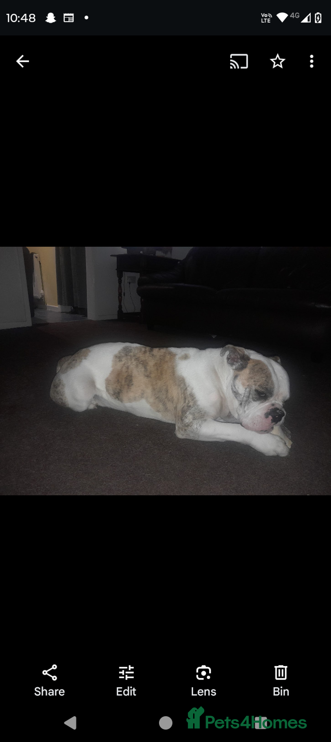 Mixed Breed dogs for sale: Healthy, happy, chappy - Image 3