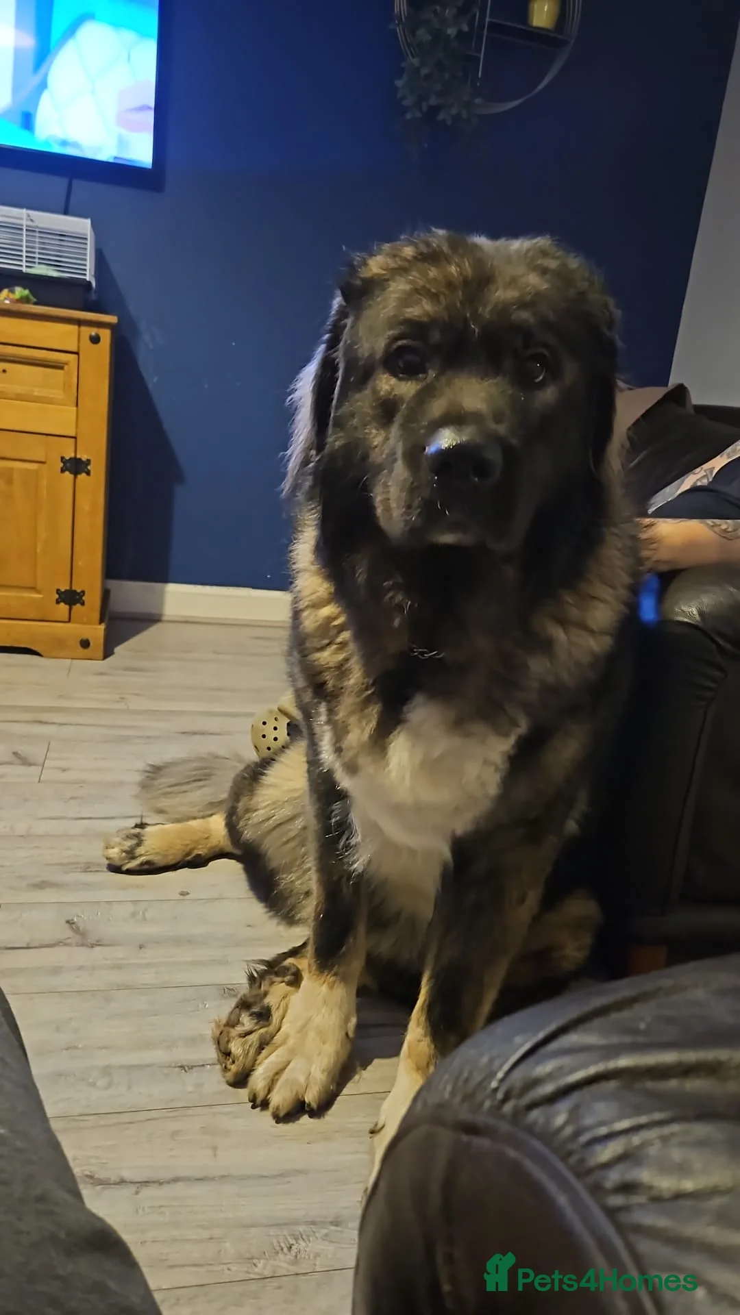 Caucasian Shepherd Dog dogs for sale: Hela (caucasian shepherd) in Spennymoor - Advert 1