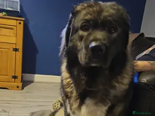 Caucasian Shepherd Dog dogs Hela (caucasian shepherd) - Advert 2