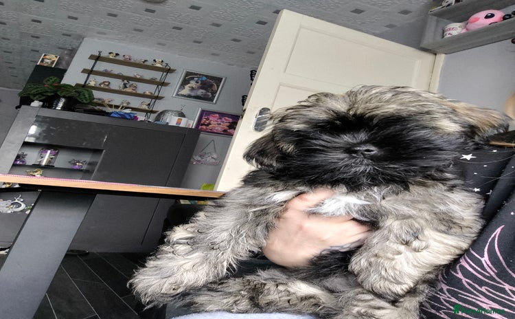Lhasa Apso dogs - Advert 1