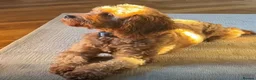 Cavapoo dogs for sale: F1b males 🐾 - Advert 12