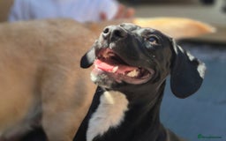 Mixed Breed dogs for sale: Staffy x springer girl  - Advert 6