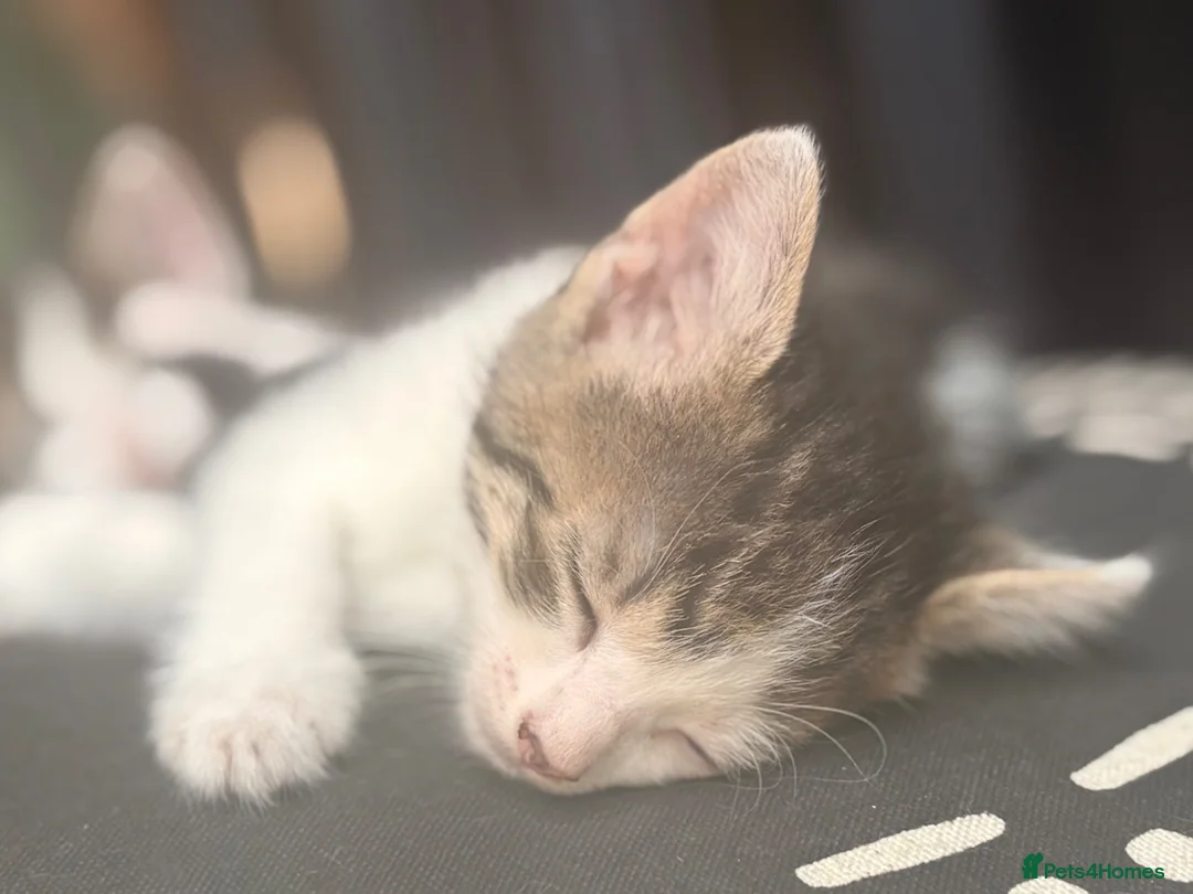 Domestic Shorthair cats for sale: Adorable Kittens 🐱 💕💙 in Dereham - Advert 2