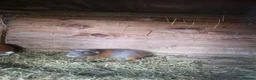 Guinea Pig rodents for sale: Male Guinea pigs - Advert 5