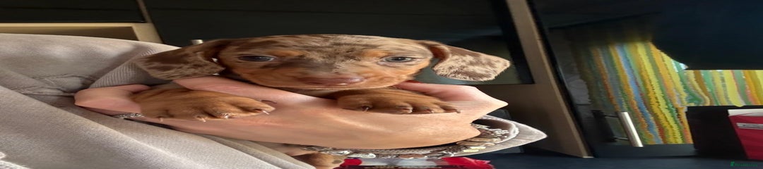 Miniature Dachshund Puppy 2