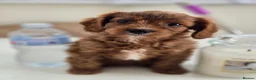 Cavapoo dogs for sale: Extensively health tested F1 Cavapoos - Advert 7