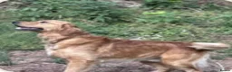Golden Retriever dogs for sale: Kc reg golden retriever puppies  - Advert 10