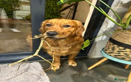 Golden Retriever dogs for stud: Fox red retriever for stud - IKC registered  - Image 8