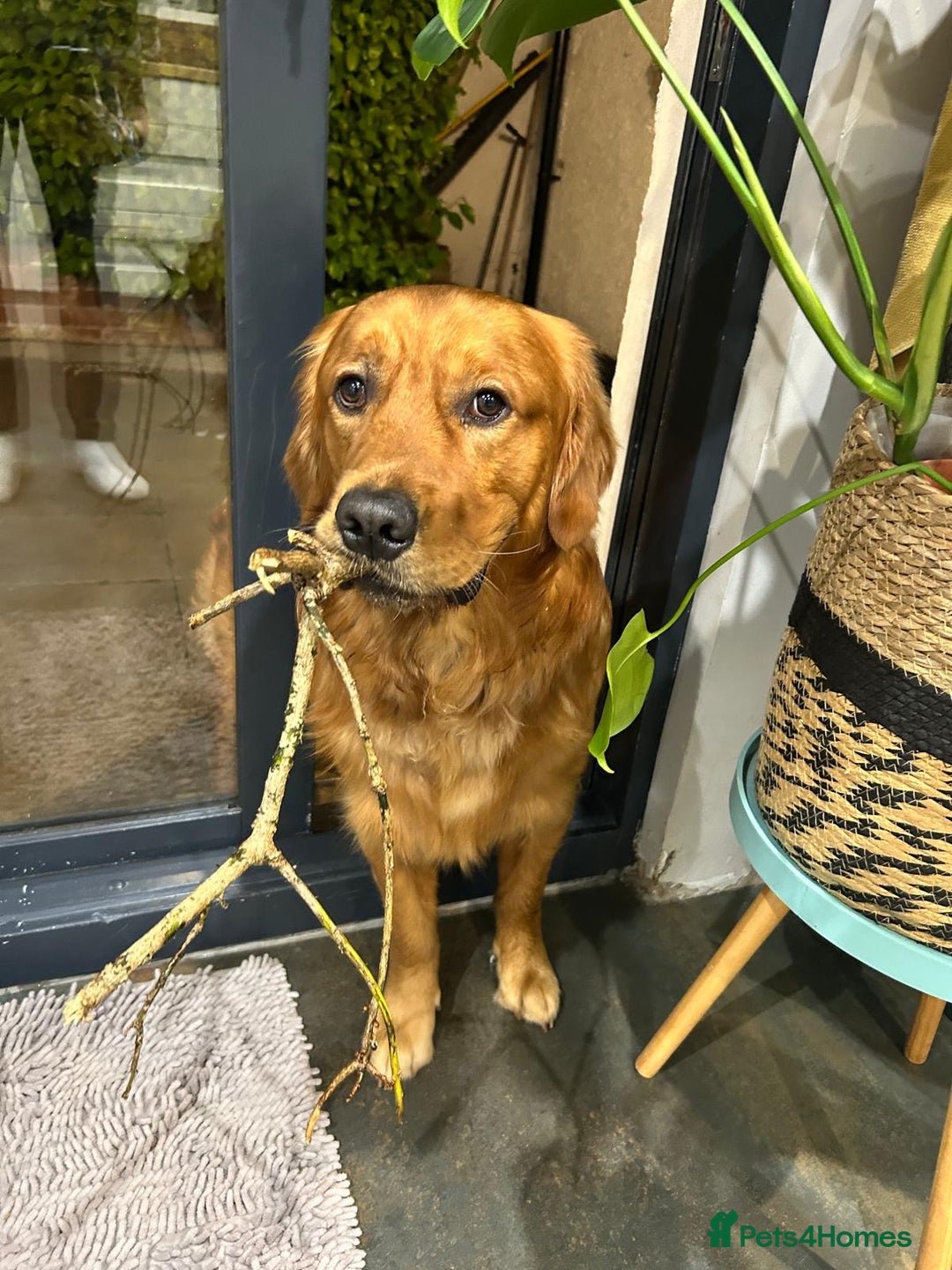 Golden Retriever dogs for stud: Fox red retriever for stud - IKC registered  - Image 8