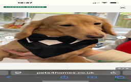 Dachshund dogs for stud: Cream Mini Long boy STUD  - Advert 5