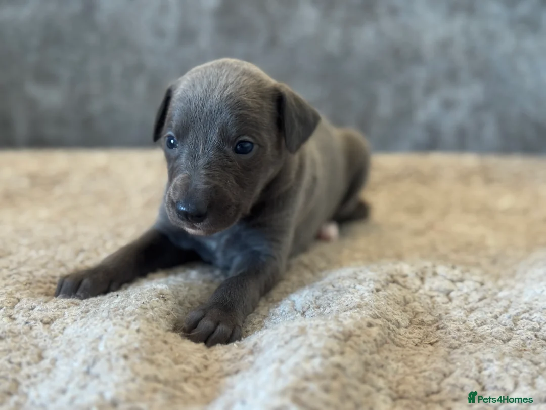 Whippet dogs for sale: KC REGISTERED BLUE SHOW TYPE WHIPPETS - Advert 28