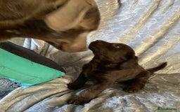 Labradoodle dogs for sale: Rare mini labradoodles variety of colours! - Image 7