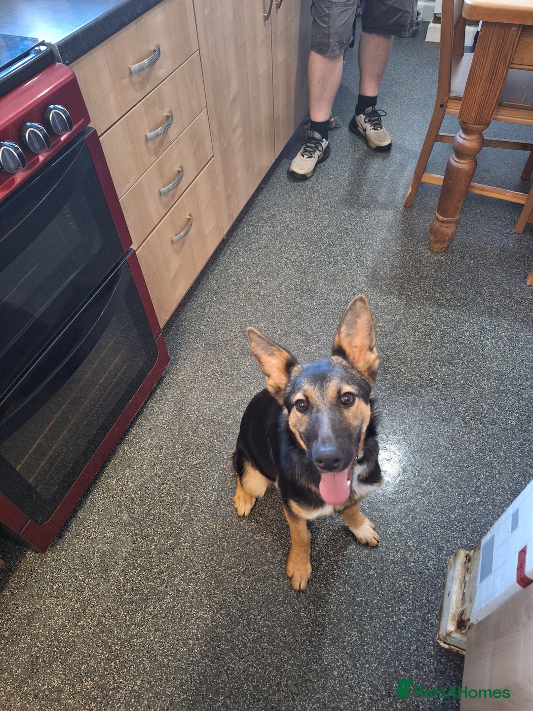 Mixed Breed dogs for sale: Poppy - Image 1