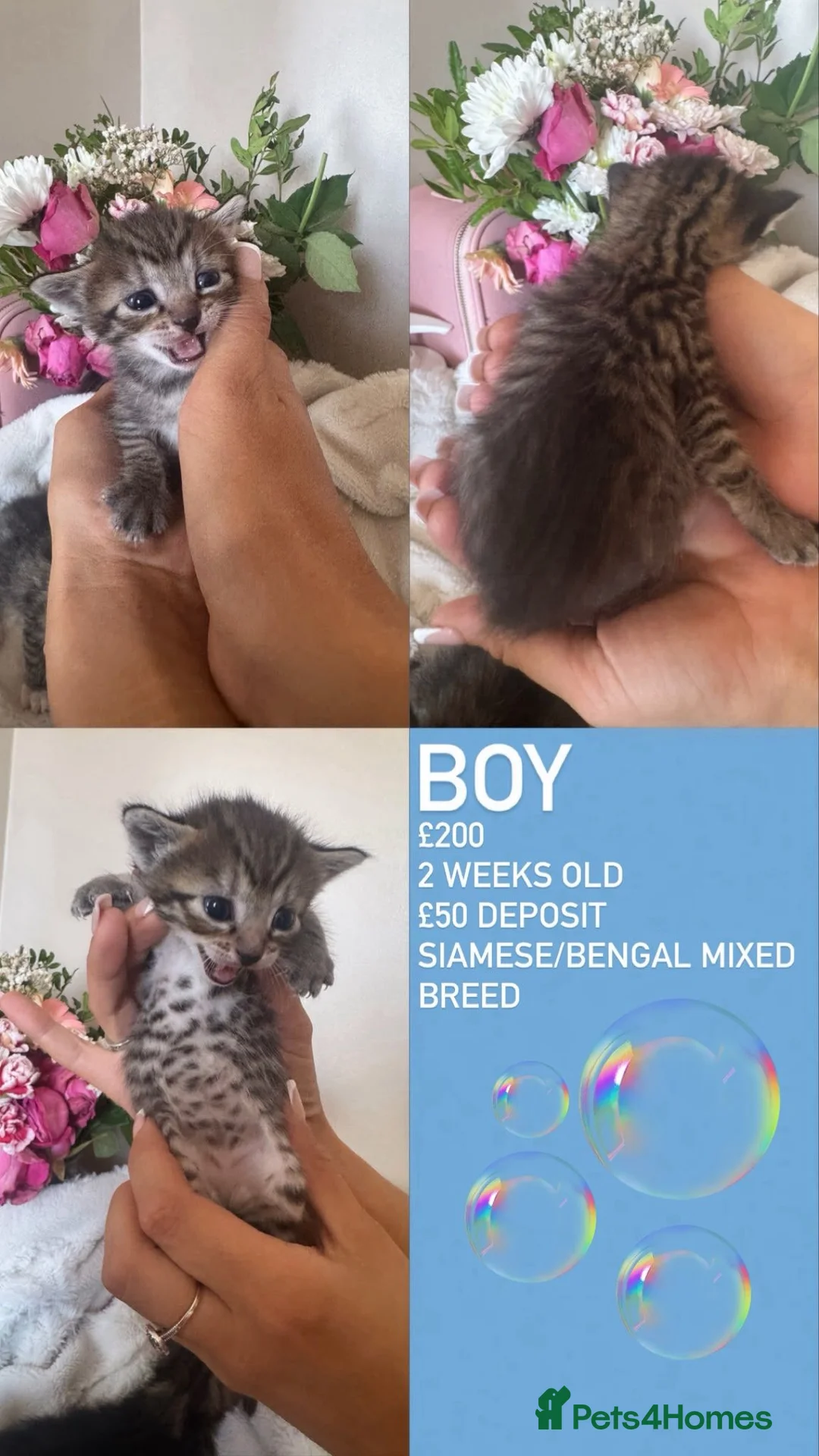 Mixed Breed cats for sale: Bengal cross siamese babies  in Telford - Advert 2