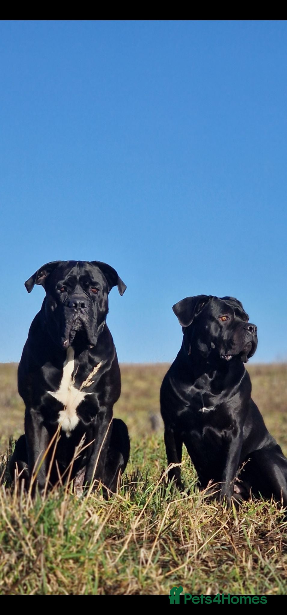 Cane Corso dogs Absolutely stunning huge cane corso puppies  - Advert 1