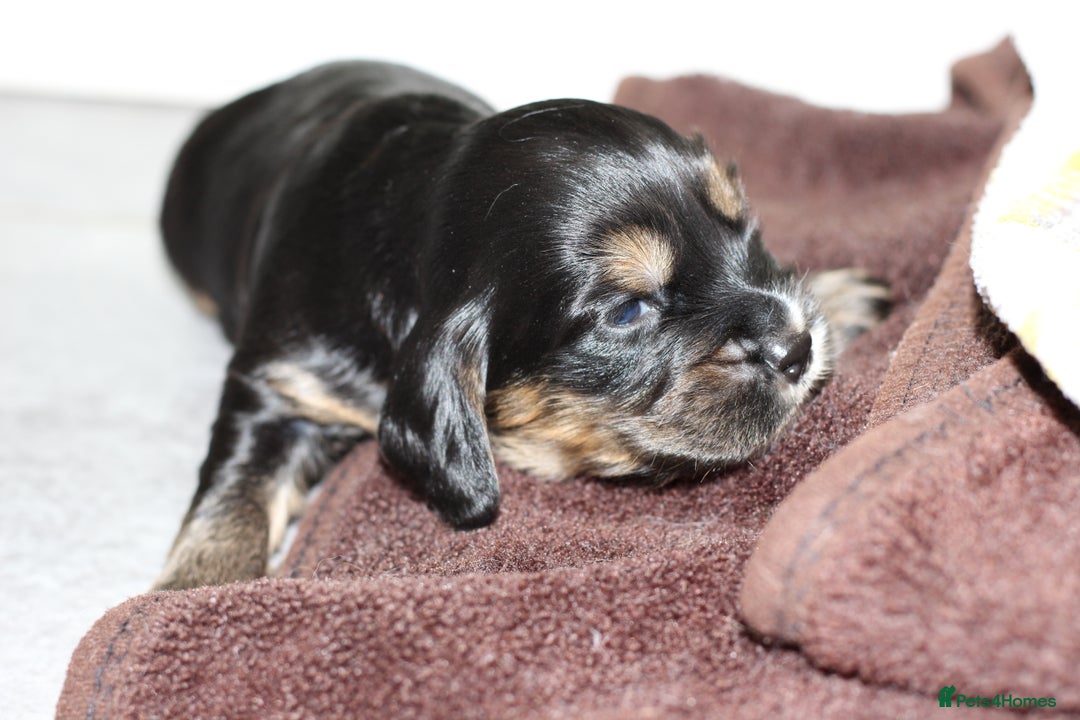 Cockapoo dogs for sale: Beautiful, Rare Cockapoo Puppies – Ready 17th Nov - Image 12
