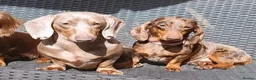 Dachshund dogs for stud: Leo Isabella stud  - Advert 4