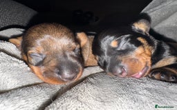 Miniature Dachshund dogs for sale: Long Awaited Wire Haired Miniature Dachshunds - Image 8