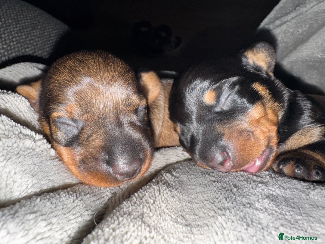 Miniature Dachshund dogs for sale: Long Awaited Wire Haired Miniature Dachshunds - Image 8