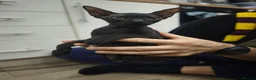 Mixed Breed cats for sale: Mixed sphynx kittens for sale  - Advert 14