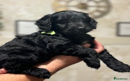 Cockapoo dogs for sale: OUTSTANDING F1B COCKAPOOS ❤️READY NOW 🏠 - Image 6