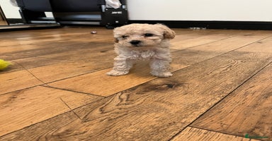 Cavapoo dogs - Advert 12