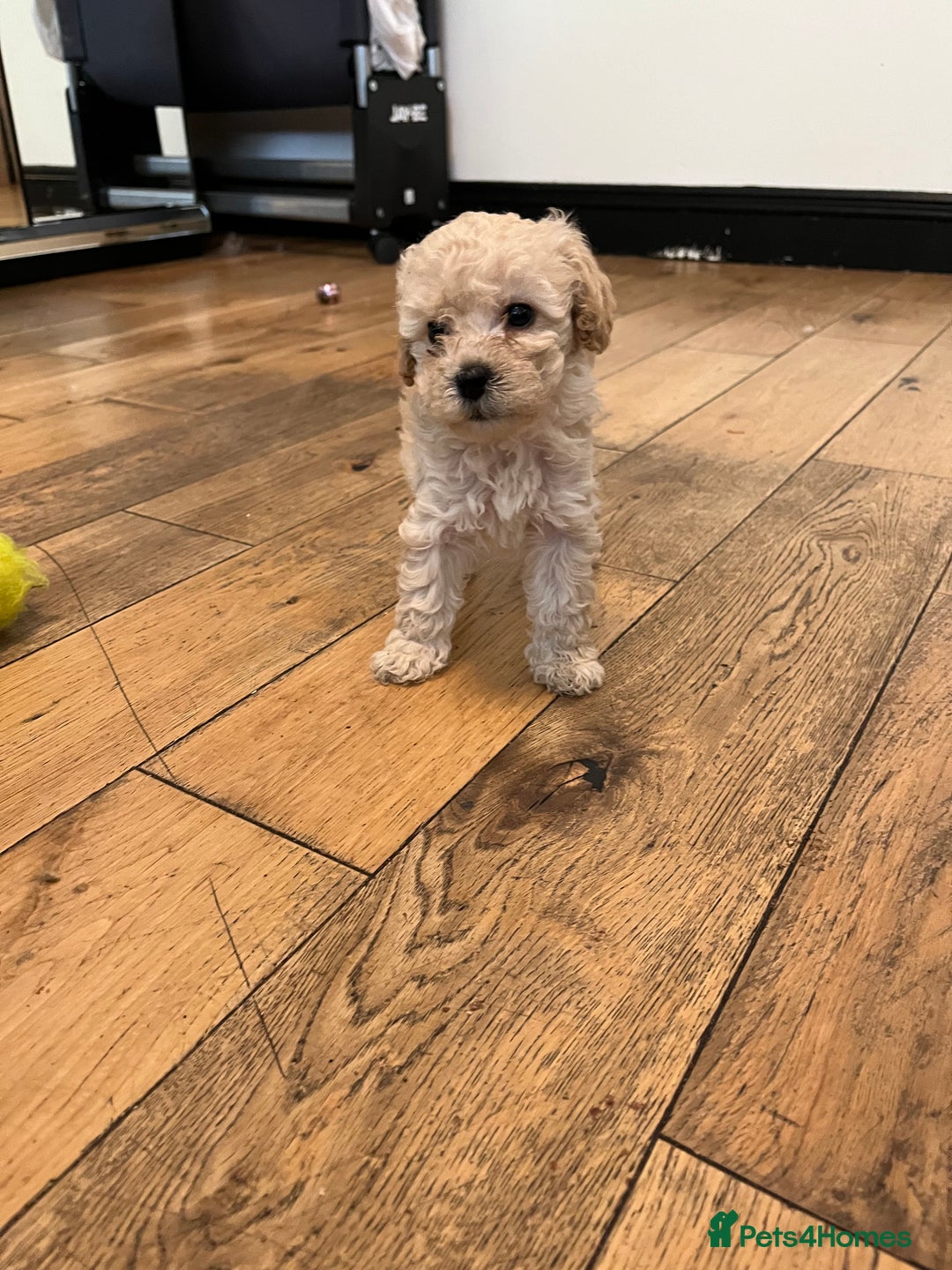 Cavapoo dogs for sale: Stunning Cavapoo puppies - Image 2