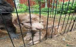 Bedlington Terrier dogs for sale: Bedlington Terrier puppies for sale in Hertford - Image 31